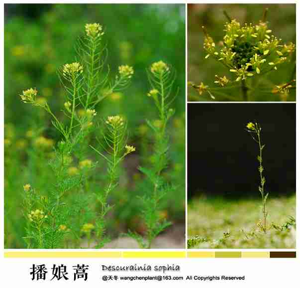 【付丽赏花】寻找《诗经》中的植物(三—抱娘蒿与孝思