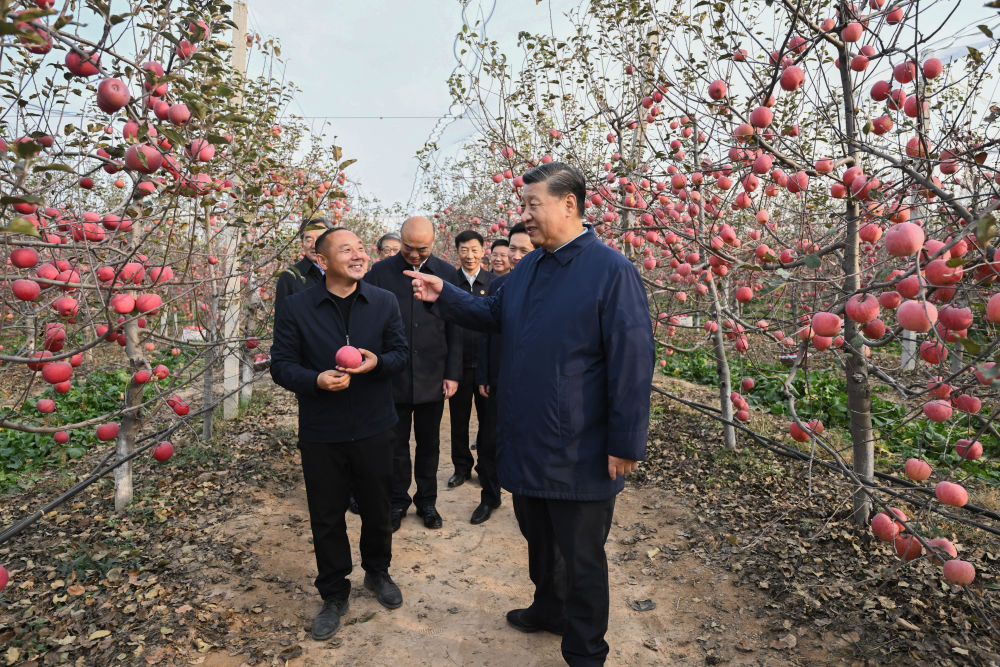 2022年10月26日下午，习近平在陕西省延安市安塞区高桥镇南沟村苹果园同老乡们亲切交流。