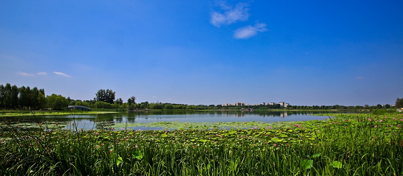 大興南海子公園-溼地圖片-北京市園林綠化局(首都綠化委員會辦公室)