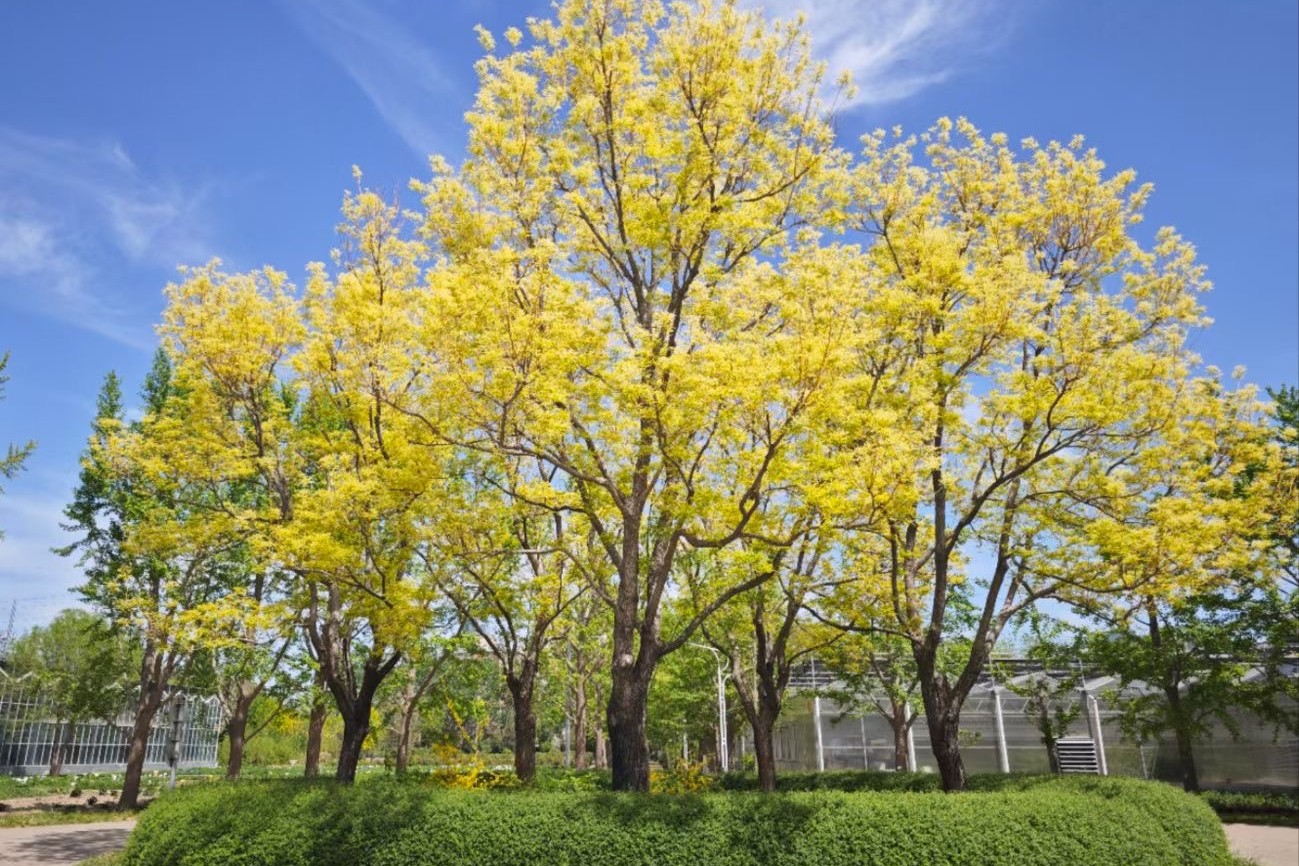 北京市园林绿化科学研究院4