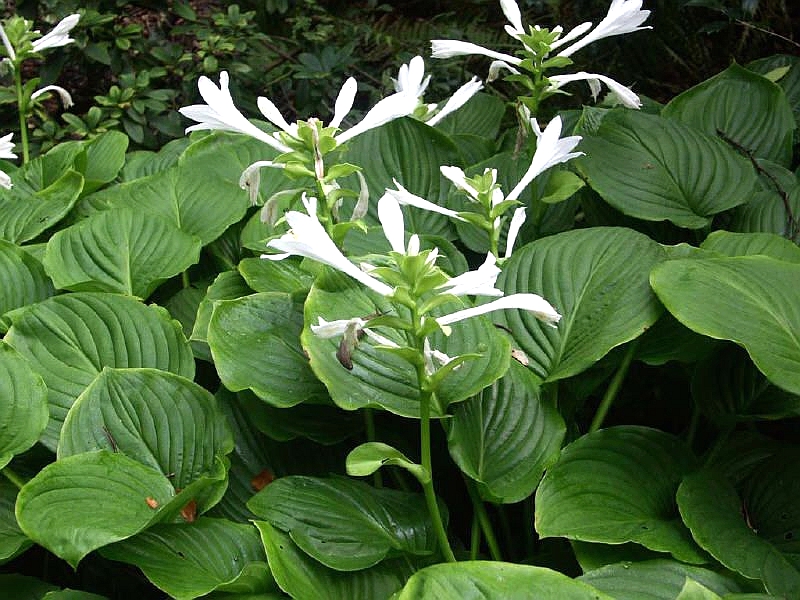 玉簪-本期花主-北京市园林绿化局(首都绿化委员会办公室)