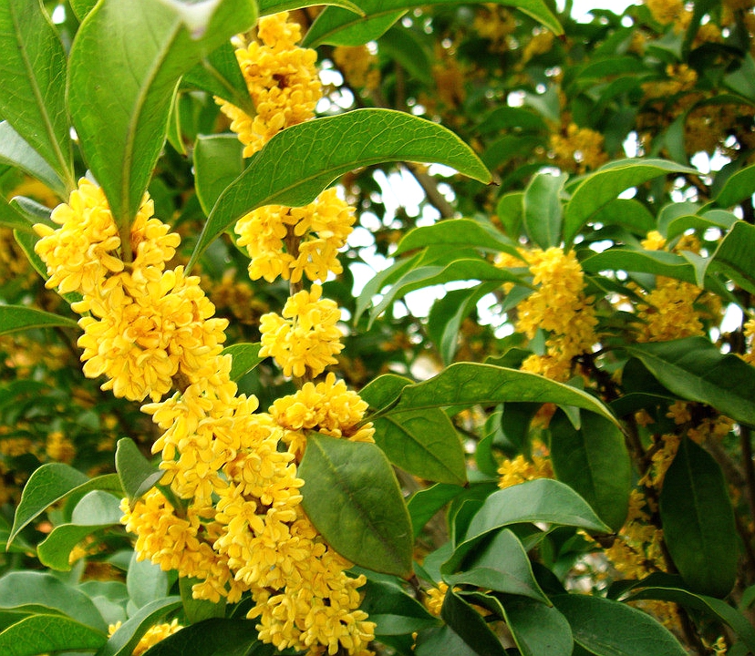 桂花-本期花主-北京市园林绿化局(首都绿化委员会办公室)