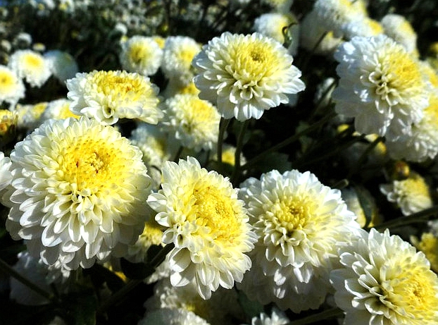 食用菊花-本期花主-北京市园林绿化局(首都绿化委员会办公室)