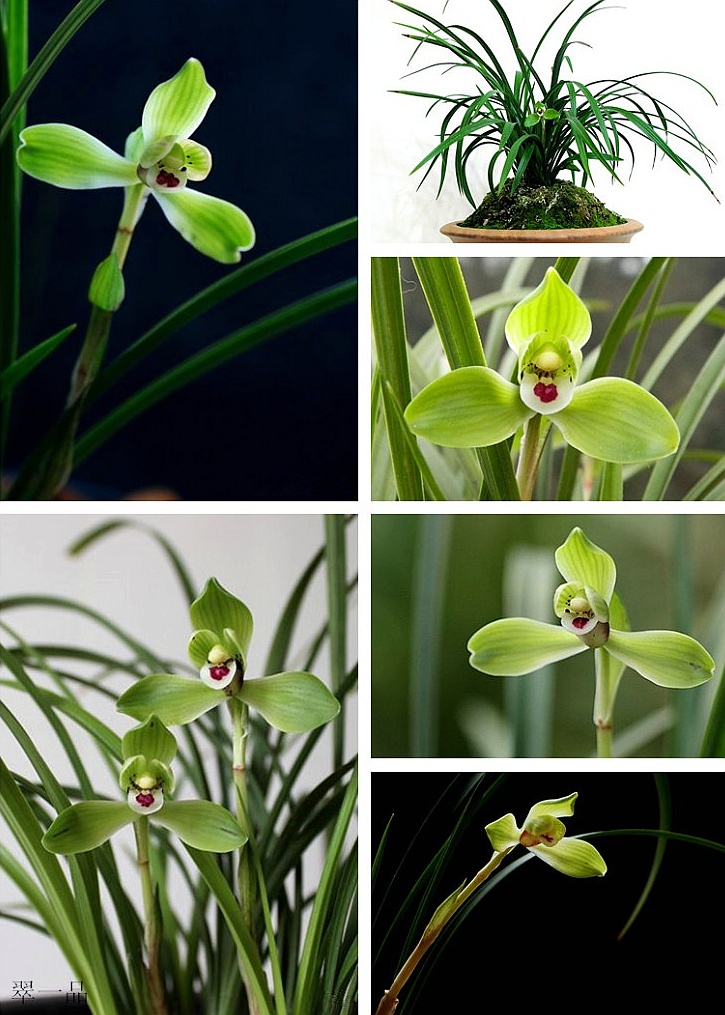 2017年第1期花主--春兰二-本期花主-北京市园林绿化局(首都绿化委员会办公室)