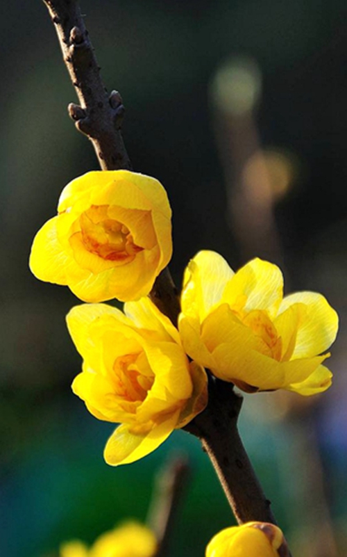 2017年第4期花主--蜡梅-本期花主-北京市园林绿化局(首都绿化委员会办公室)