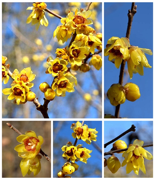 2017年第4期花主--蜡梅-本期花主-北京市园林绿化局(首都绿化委员会办公室)