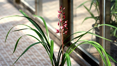 2017年第5期花主--墨兰-本期花主-北京市园林绿化局(首都绿化委员会办公室)