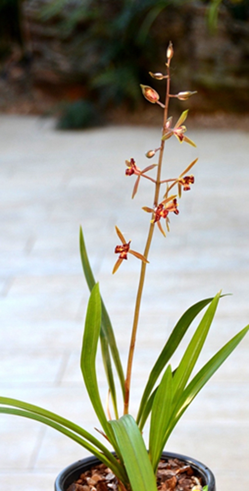 2017年第5期花主--墨兰-本期花主-北京市园林绿化局(首都绿化委员会办公室)