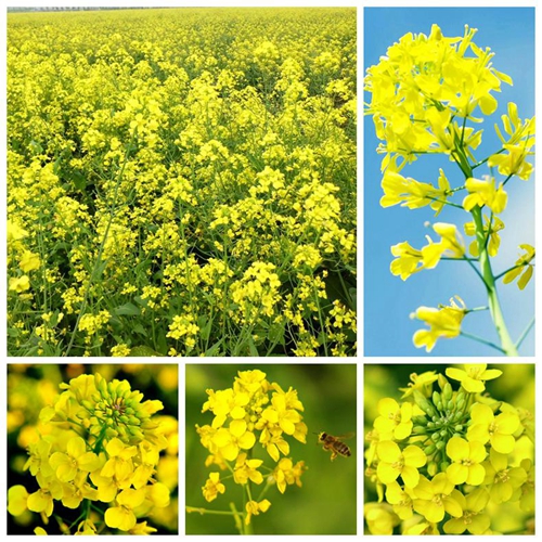 2017年第16期花主--油菜花-本期花主-北京市园林绿化局(首都绿化委员会办公室)