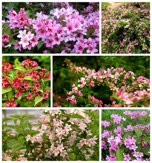 2017年第18期花主--锦带花-本期花主-北京市园林绿化局(首都绿化委员会办公室)