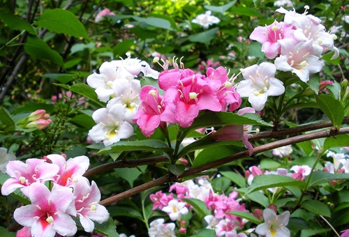 2017年第18期花主--锦带花-本期花主-北京市园林绿化局(首都绿化委员会办公室)