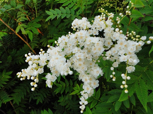 本期花主-北京市园林绿化局(首都绿化委员会办公室)