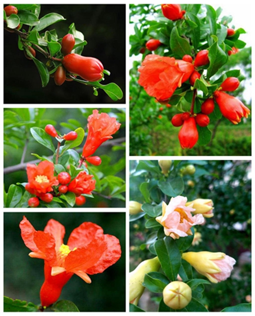 2017年第20期花主--石榴-本期花主-北京市园林绿化局(首都绿化委员会办公室)