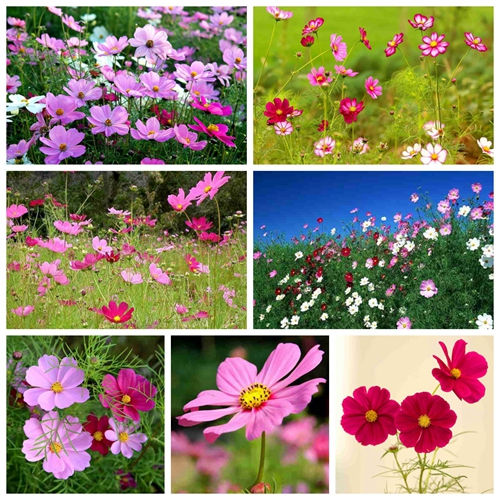 2017年第32期花主--波斯菊-本期花主-北京市园林绿化局(首都绿化委员会办公室)