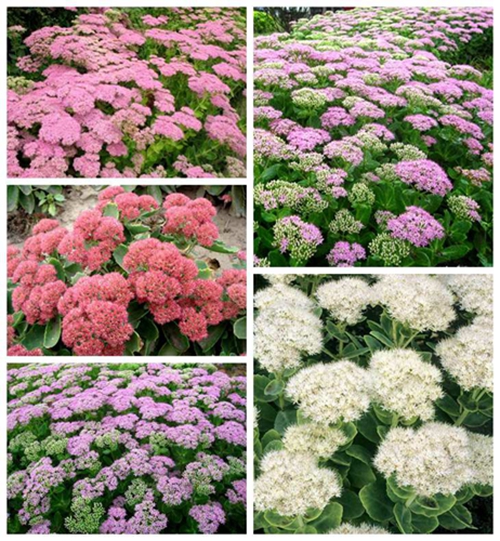 2017年第37期花主--八宝景天-本期花主-北京市园林绿化局(首都绿化委员会办公室)