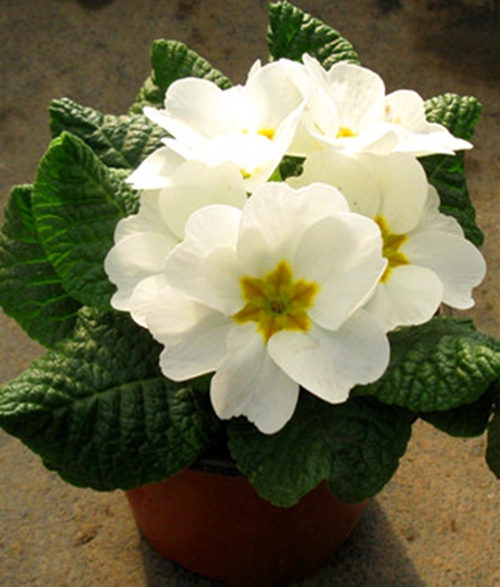 2018年第5期花主--报春花-本期花主-北京市园林绿化局(首都绿化委员会办公室)