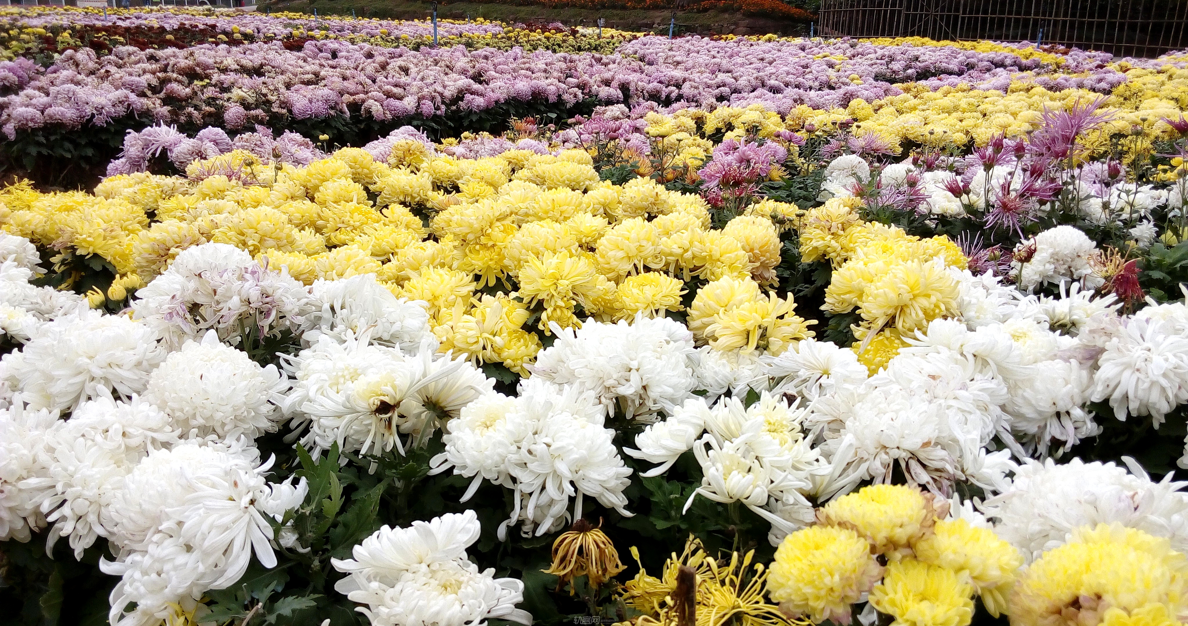 菊花主要观赏地