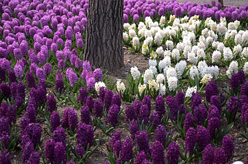 东直门乘坐915快等公交车到顺义区医院,换乘旅游专线顺5路公交车直达