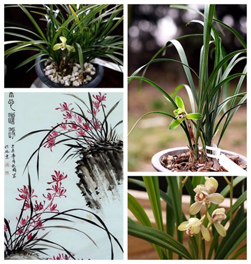 【国兰幽香】简说兰花与中国文化-花卉知识-北京市园林绿化局(首都绿化委员会办公室)