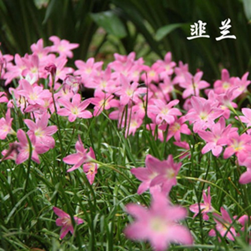 【夏季常见野花(二)】葱兰和韭兰的区别