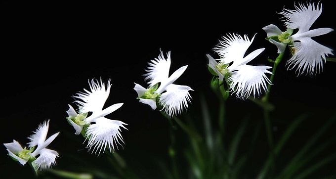 白鹭草北京植物园首次展出植物界熊猫白鹭草