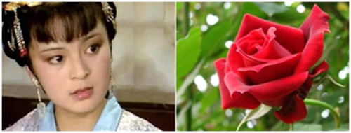 《玫瑰的荫下》 冰心