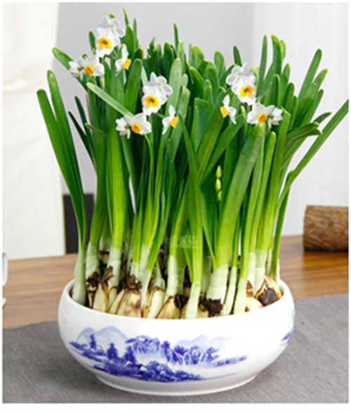 美霞话市场】球根年宵花卉，您开始准备了吗？-花事集锦-北京市园林绿化