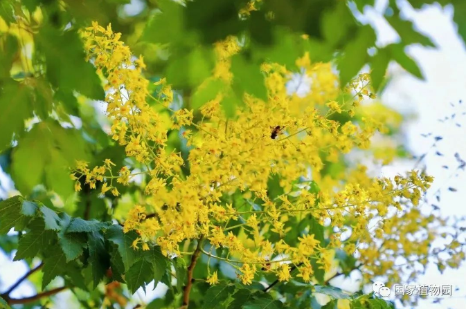 金黄缀枝头花开映晴空-当季赏花-北京市园林绿化局（首都绿化委员会办公室）