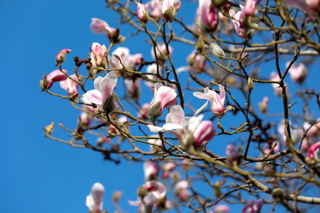 玉兰花开了，错过要再等一年哦！-当季赏花-北京市园林绿化局（首都绿化委员会办公室）