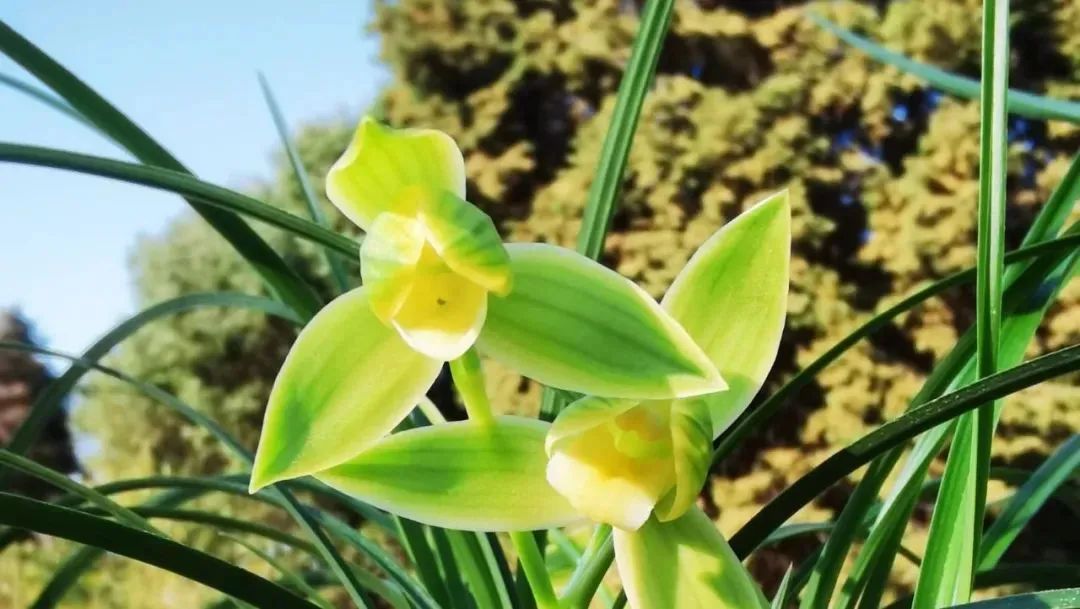 品赏幽兰沉醉自然之雅-京·花果蜜-北京市园林绿化局（首都绿化委员会