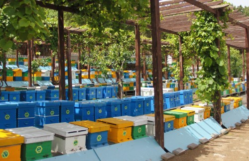 7密云区蜜蜂大世界智能化蜂场.jpg