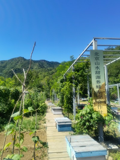 7蜂业合作社为蜂农提供技术指导.jpg
