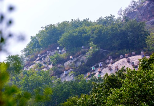 7密云区石城镇中华蜜蜂崖壁蜂场(华北地区最大的崖壁蜂场）.jpg