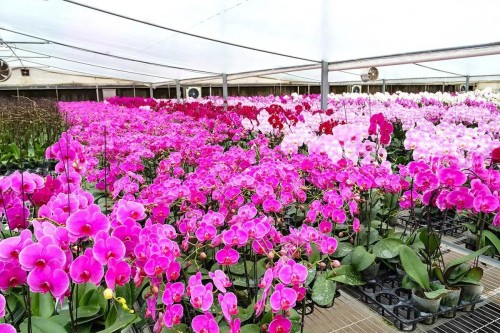 北京市辉煌元通农业科技有限公司蝴蝶兰生产基地.jpg 北京市辉煌元通农业科技有限公司蝴蝶兰生产基地.jpg