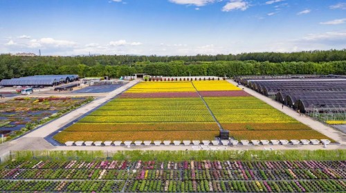 北京市花木有限公司生产基地.jpg 北京市花木有限公司生产基地.jpg