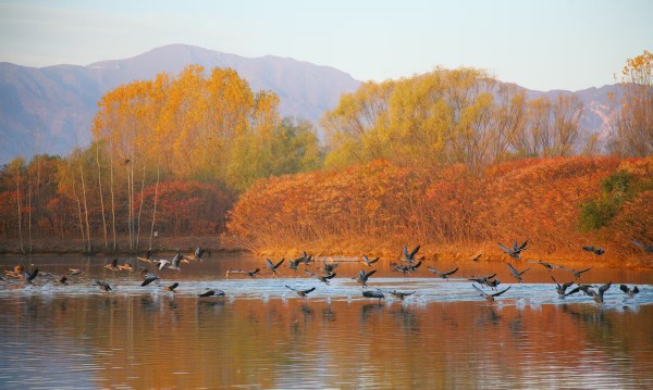 翠湖国家城市湿地公园供图.jpg