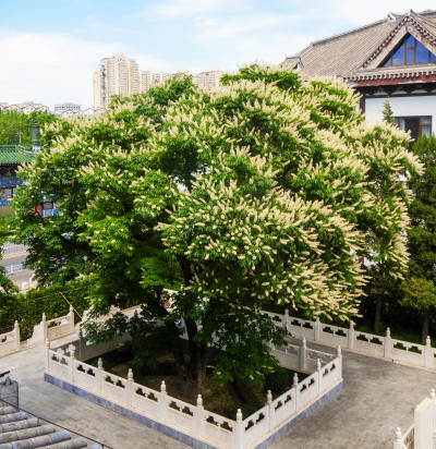 开展重点观花古树基因保存与扩繁.jpg