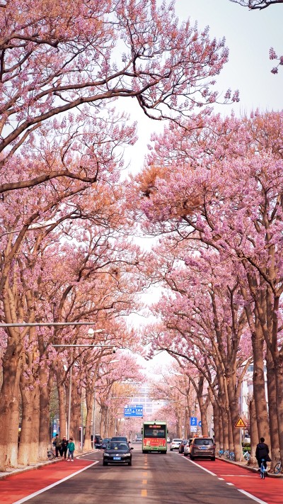 亦庄泡桐花大道成为网红打卡地.jpg