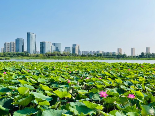 通明湖公园.jpg