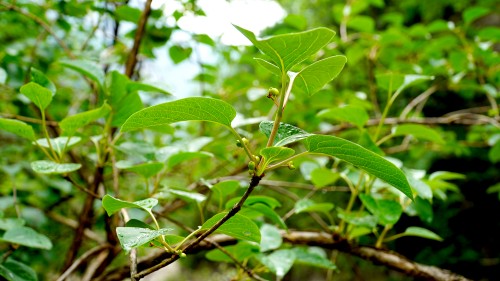 10丁香叶忍冬.jpg