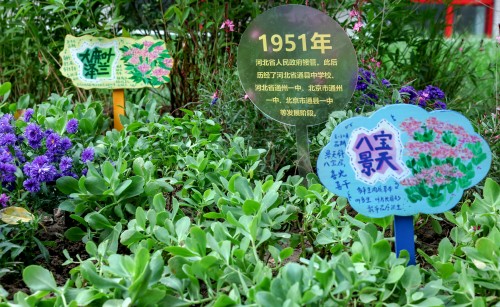 潞河中学学生设计打造的校园微花园.jpg 潞河中学学生设计打造的校园微花园.jpg