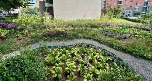 富燕新村社区微花园建成效果.jpg 富燕新村社区微花园建成效果.jpg