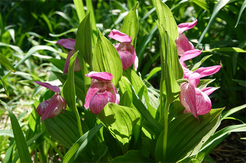 野生的大花杓兰神似”仙女的拖鞋“.jpg