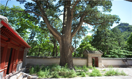 图8:柏树王 必上_副本.jpg 图8:柏树王 必上_副本.jpg