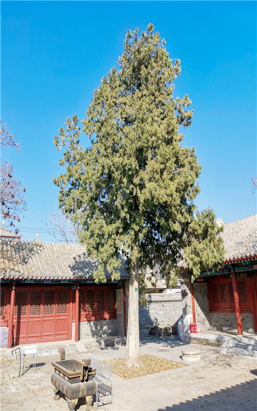 侧柏冲天高_副本.jpg
