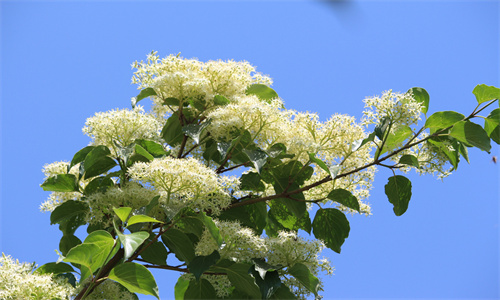 IMG_6300_副本.jpg IMG_6300_副本.jpg