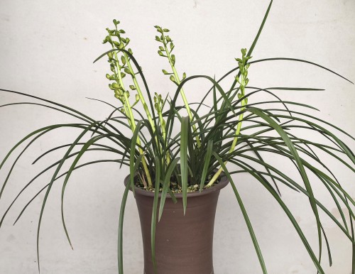 图8.汉泥盆栽植的蕙兰.jpg