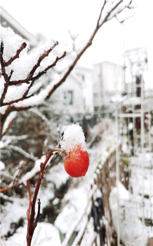 下雪的冬天_副本.jpg 下雪的冬天_副本.jpg