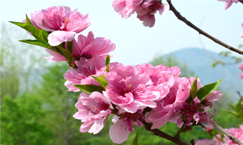 14 碧桃，花重瓣，淡红色_副本.jpg