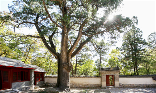 上方山-柏树王_副本.jpg 上方山-柏树王_副本.jpg